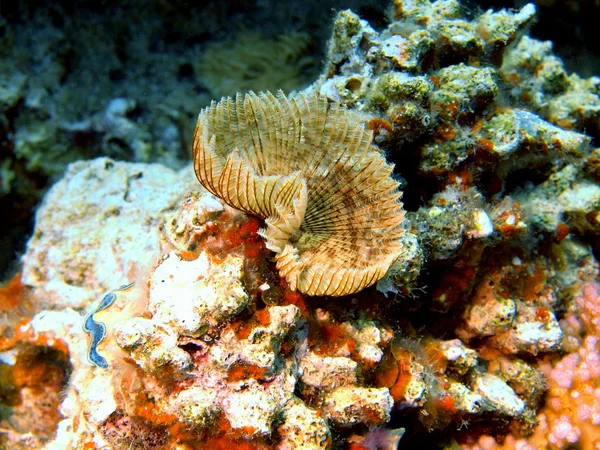 Gills of sea worm, Red sea, Dahab