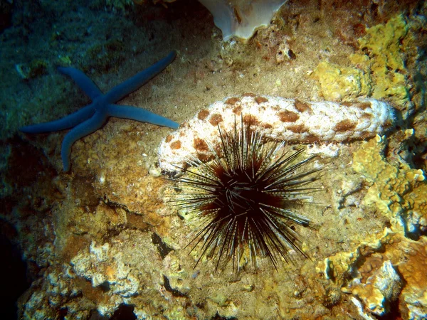Sea urchin, Vietnam