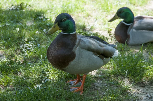 Green Collar ducks