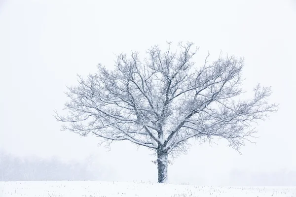 Snow Flocked Tree