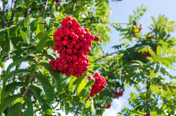 Close up on a beautiful green tree branch full of red wild berries.