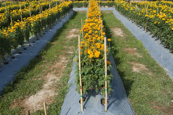 Marigold field for cut flowers