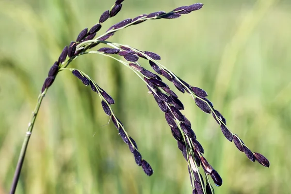 Black rice seeds in field