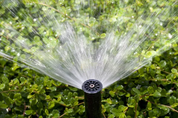 Sprinkler head watering the bush and grass