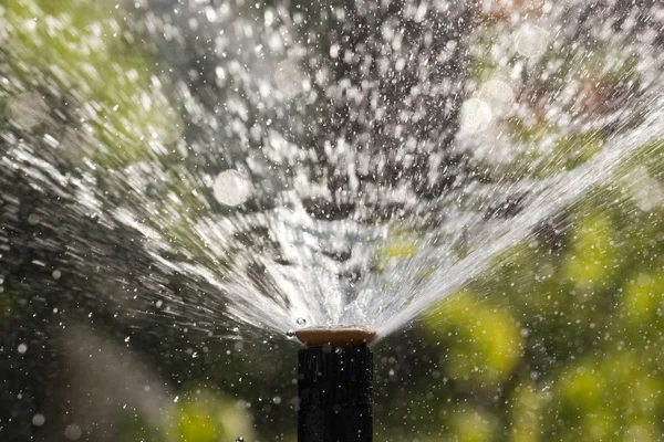 Sprinkler head watering the flowers and grass