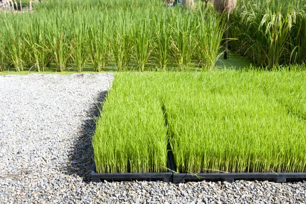 Rice sprout in tray for planting with machine