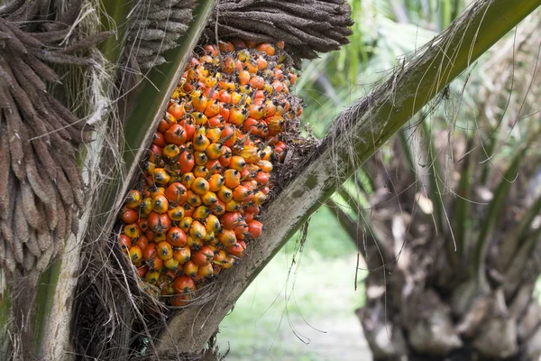 Palm fruit on the tree