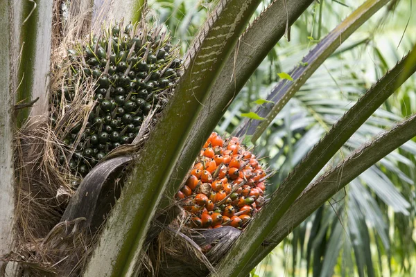 Palm fruit on the tree