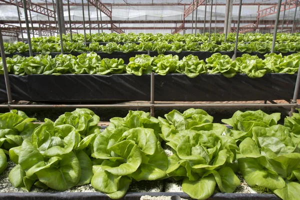 Hydroponics vegetable farming