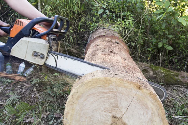 Cutting slices of wood log with a chain saw