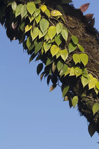Vine on tree in tropical forest