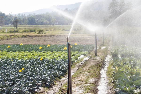 Sprinkler head watering the vegetable in garden.