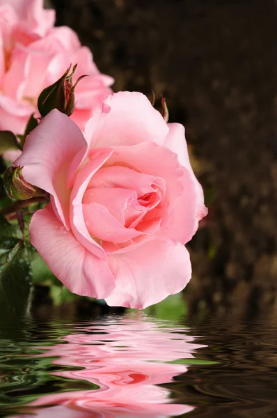 Pink rose reflecting in water on dark background