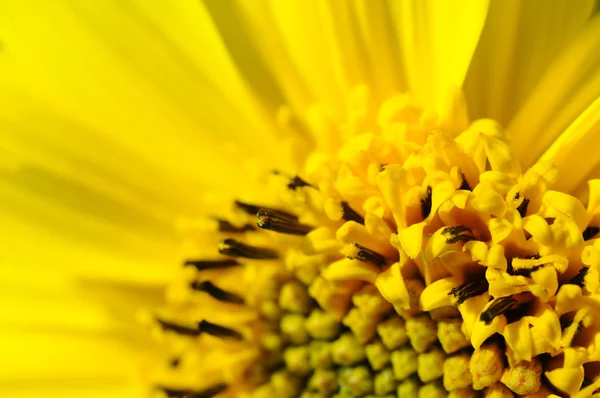 Macro image of middle of small decorative sunflower