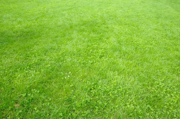 Bright light green grass and clover field