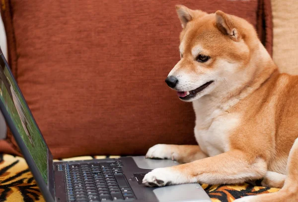Dog with laptop