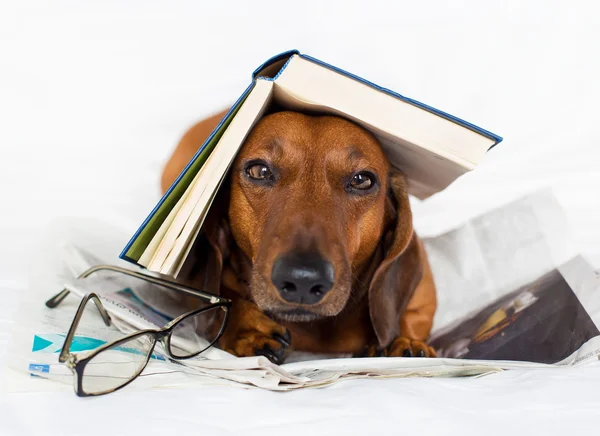 Dog reading a book