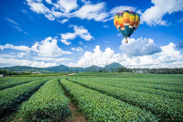 Hot air balloon over tea plantations with mountain background