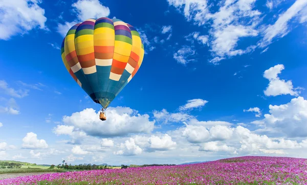 Colorful hot air balloon over pink flower fields with blue sky background