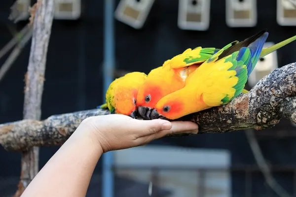 Colourful Sun Conure parrot bird feeding on hand
