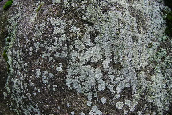 Mossy stone texture