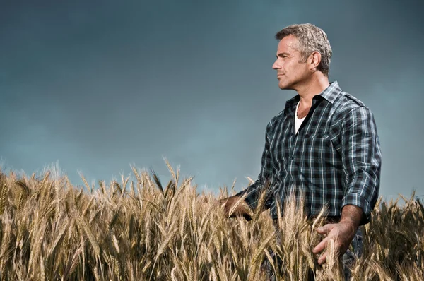 Farmer has care of his wheat field