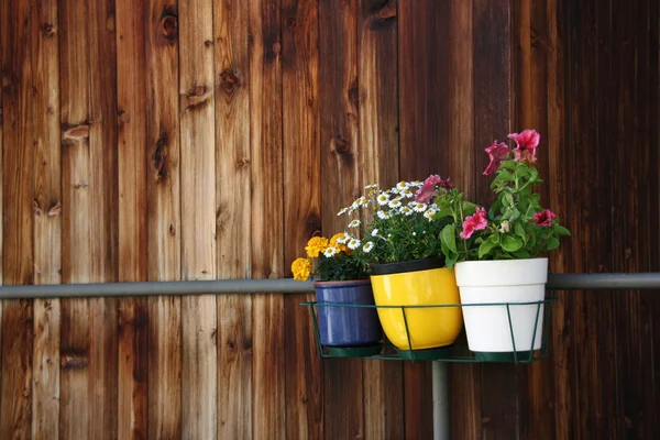 Three small pots of flowers hanging on balcony against old wooden wall