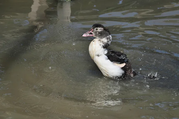 A Playful Duck