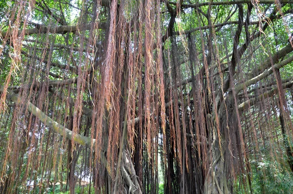 what are the main factors that contributed to banyan tree Read this free business essay and other term papers, research papers and book reports banyan tree's successful factors 1 what are the main factors that contributed to bayan tree’s success. what are the main factors that contributed to banyan tree Read this free business essay and other term papers, research papers and book reports banyan tree's successful factors 1 what are the main factors that contributed to bayan tree’s success.