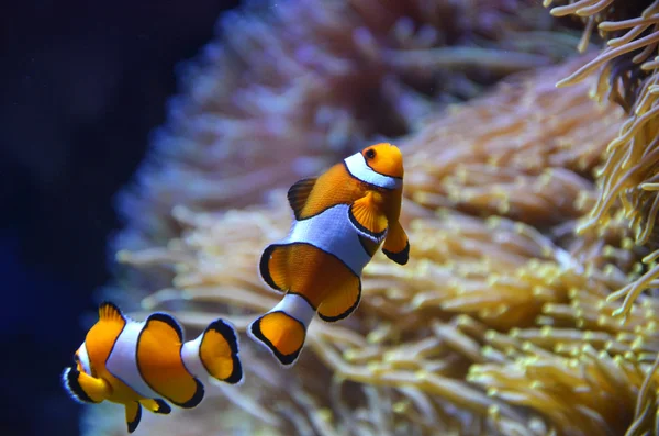 Cute orange white clown fish in the reef