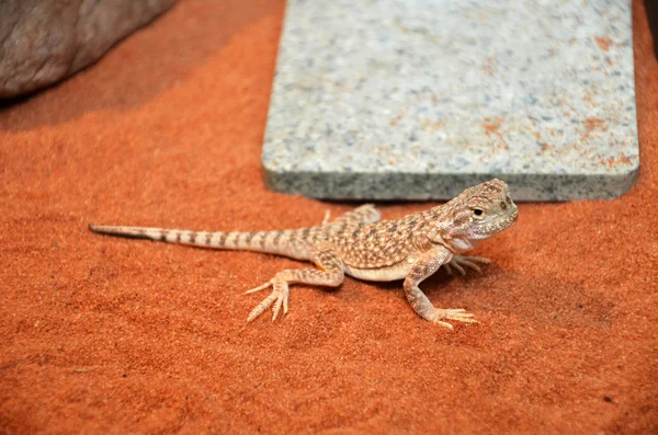 Wild lizard in the desert sand