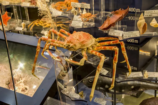 Taxidermy spider crab in National Museum of Nature and Science J