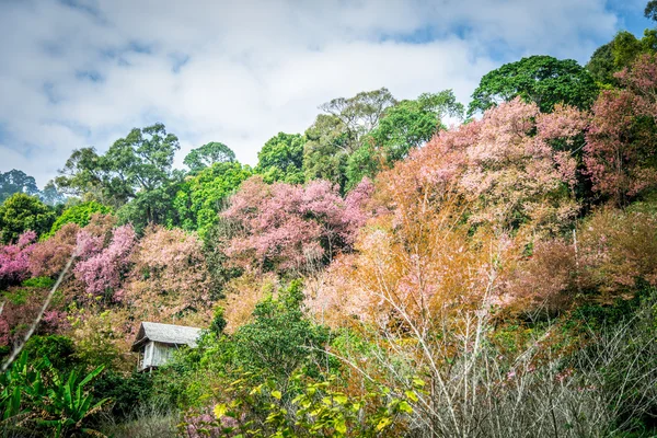 Wooden house in mountain of Pinky Wild Himalayan Cherry flower6
