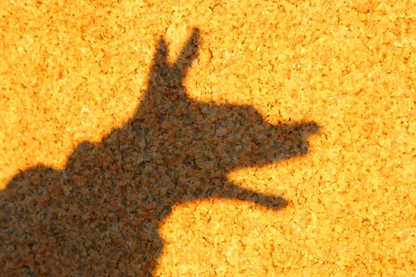 Young child forming a coyote with hand shadow on rock.