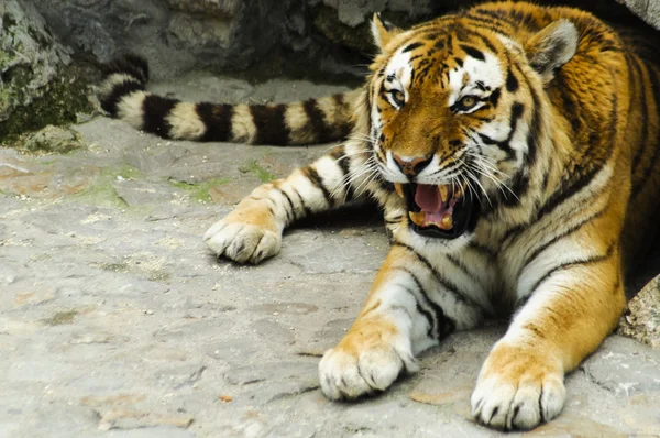 Angry tiger showing teeth