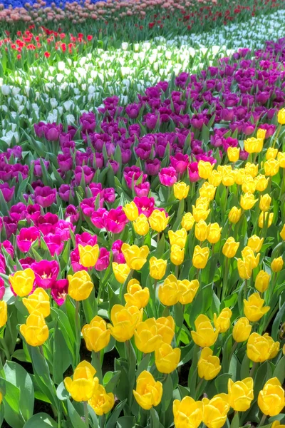 Colorful tulip fields