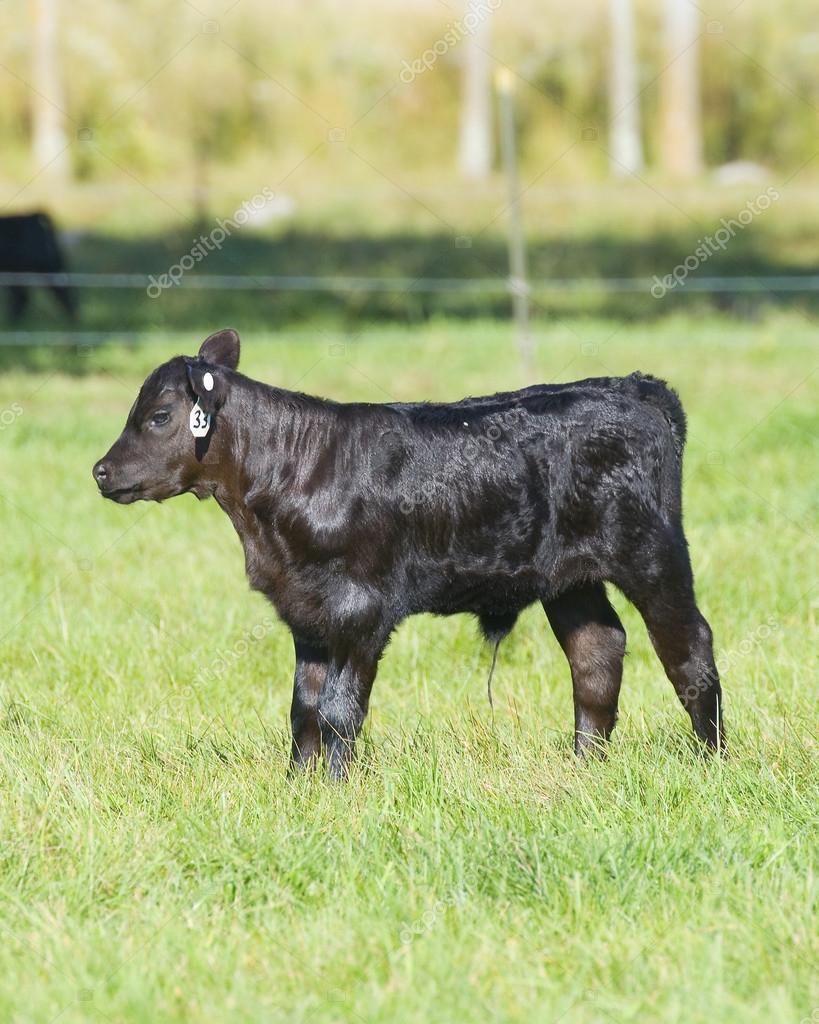 Ternero Angus — Fotos de Stock © schlag #12468758