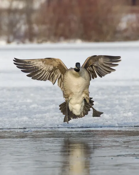 Landing Goose