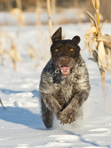 Dog running in the snow