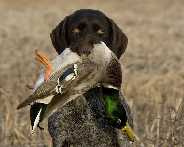 Hunting Dog with a Duck