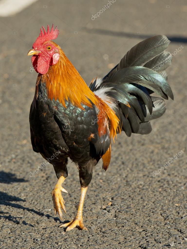 Rooster in Kauai Hawaii — Stock Photo © schlag 39679409