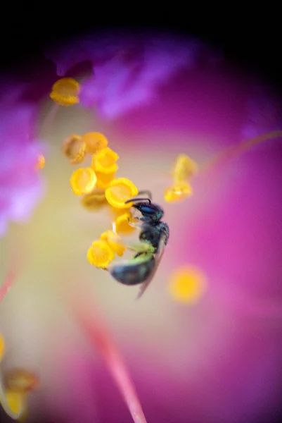 Sweat bee and pollen