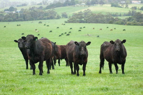 Farm cattle