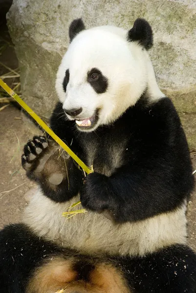 Giant Panda Eats Regular Diet of Bamboo Shoots Animal Background