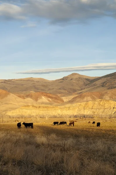 Cattle Grazing Ranch Livestock Farm Animals Western Mountain Landscape