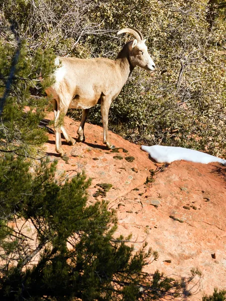 Wild Animal Alpine Mountain Goat Sentry Protecting Band Flank
