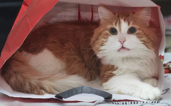 Red cat in a paper bag
