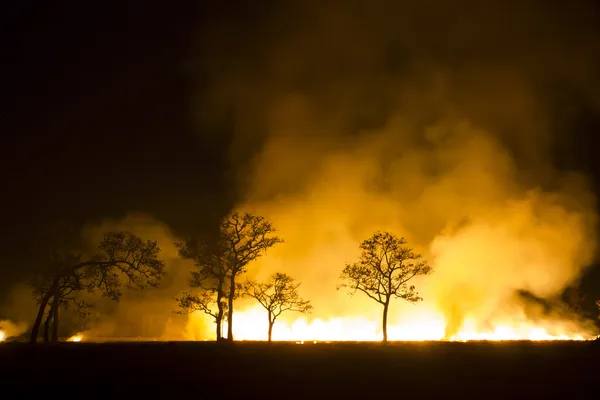 Burning forest ecosystem is destroyed