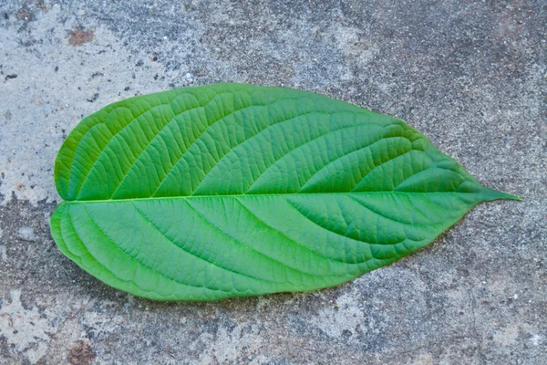 Leaves on the cement floor