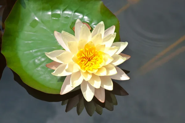 Water lily